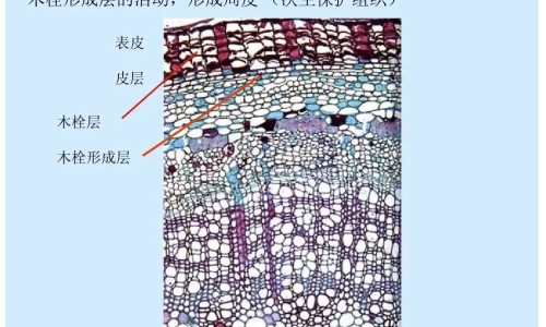 权威葛根的功效与作用平台,分享专业葛根的功效与作用知识_萝?的功效与作用网